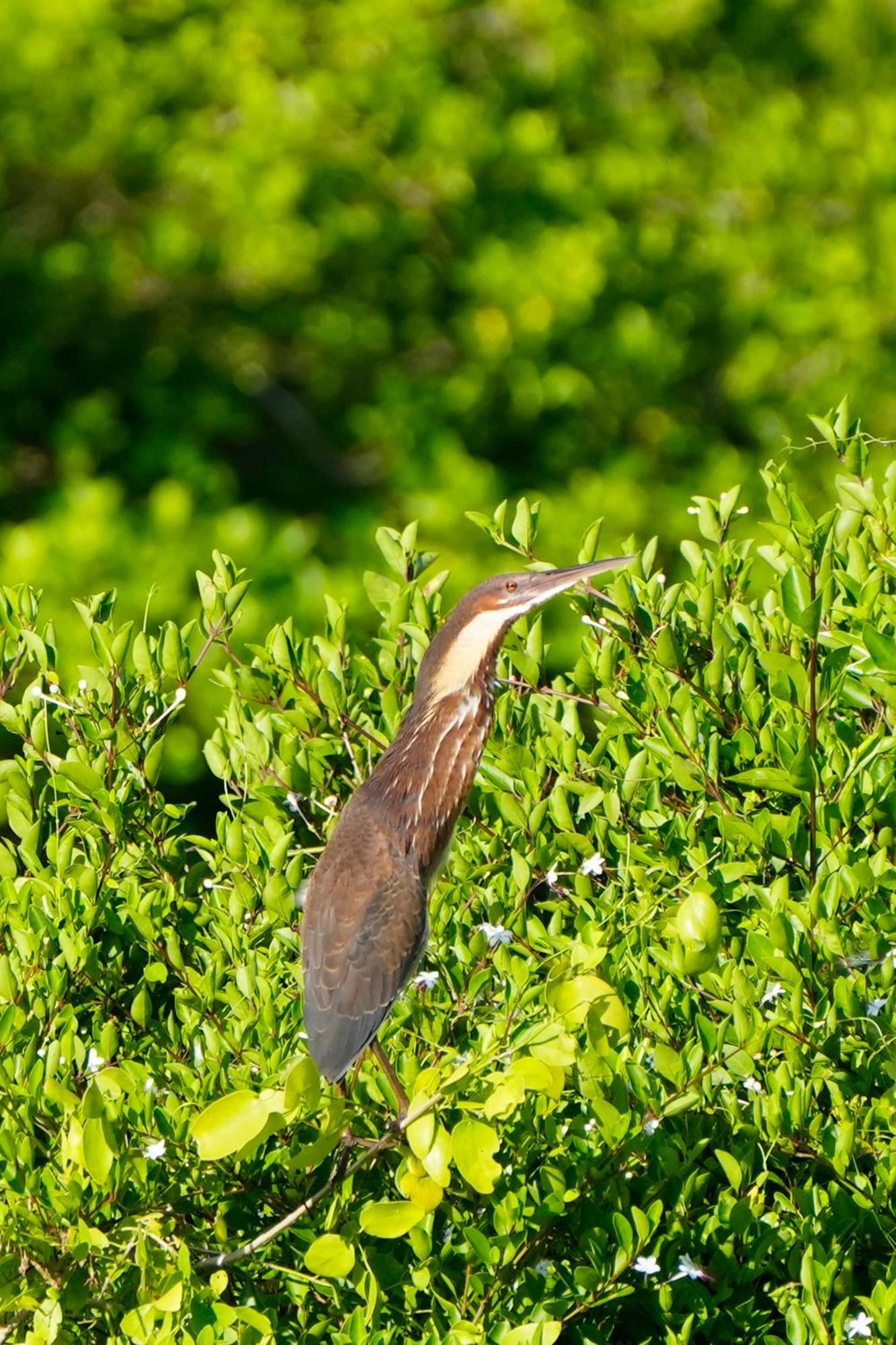 Bundala Flamingo Cotteges Hotel Hambantota Exterior foto